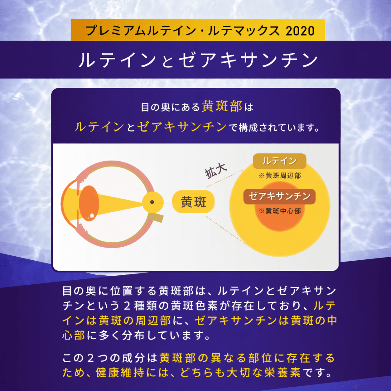 シスタチオン ブースター - 6