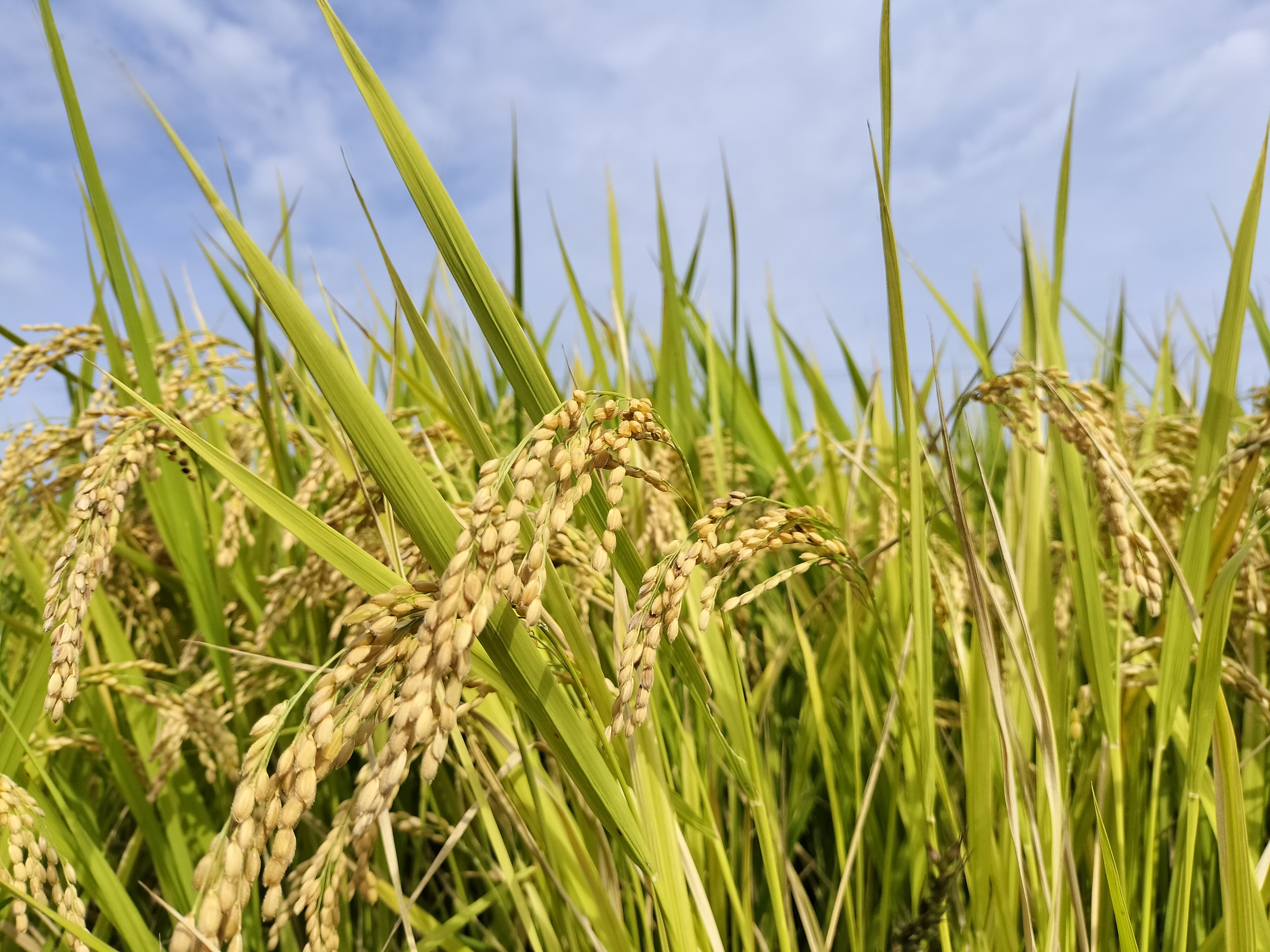 【送料無料・NFT付き】近江米 5kg 令和7年産 きぬむすめ 滋賀県高島市産 近江米 自家製 産地直送 玄米重量 <残留農薬検査実施済み> - 5