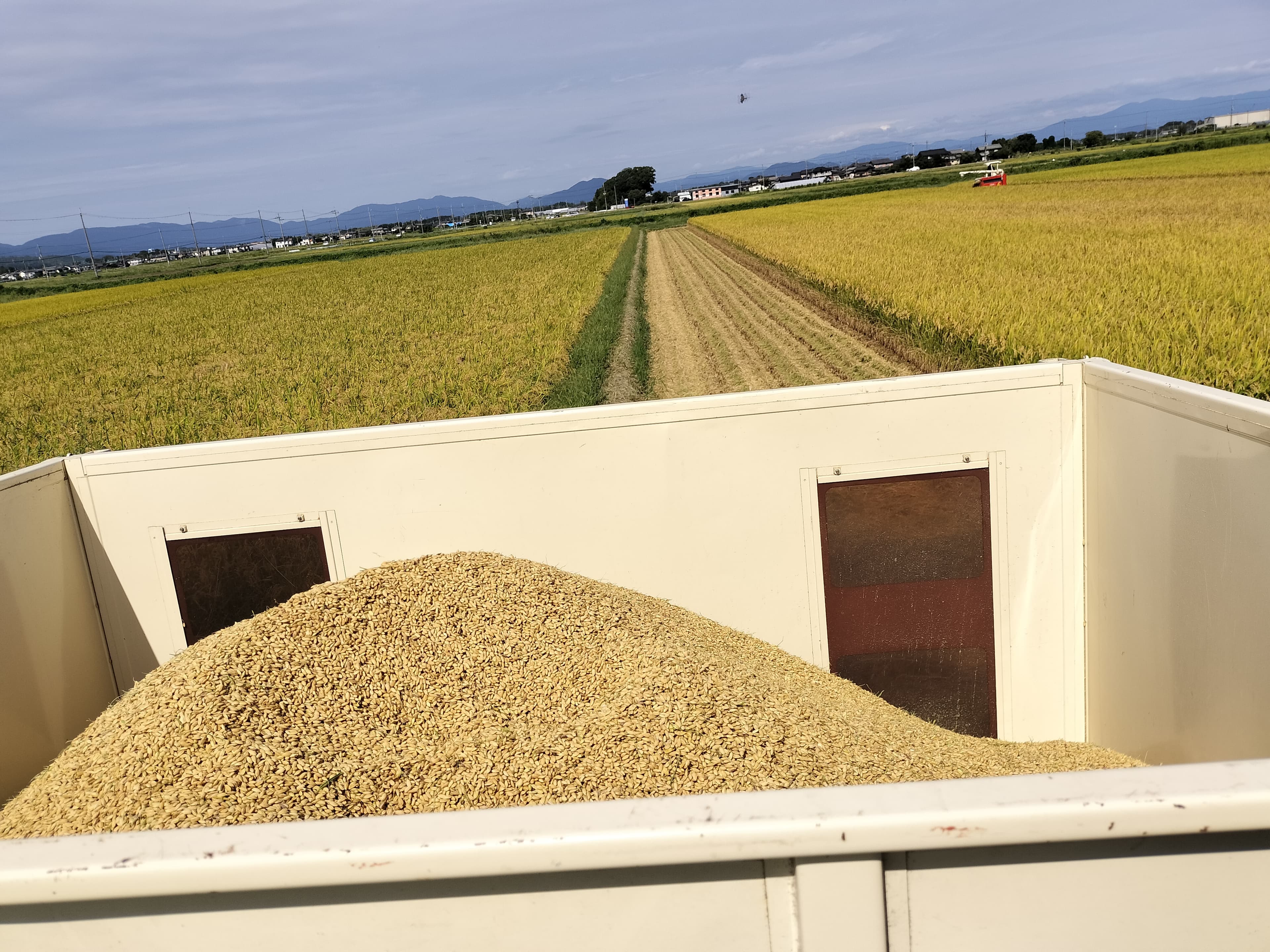 【送料無料・NFT付き】近江米 5kg 令和7年産 きぬむすめ 滋賀県高島市産 近江米 自家製 産地直送 玄米重量 <残留農薬検査実施済み> - 6