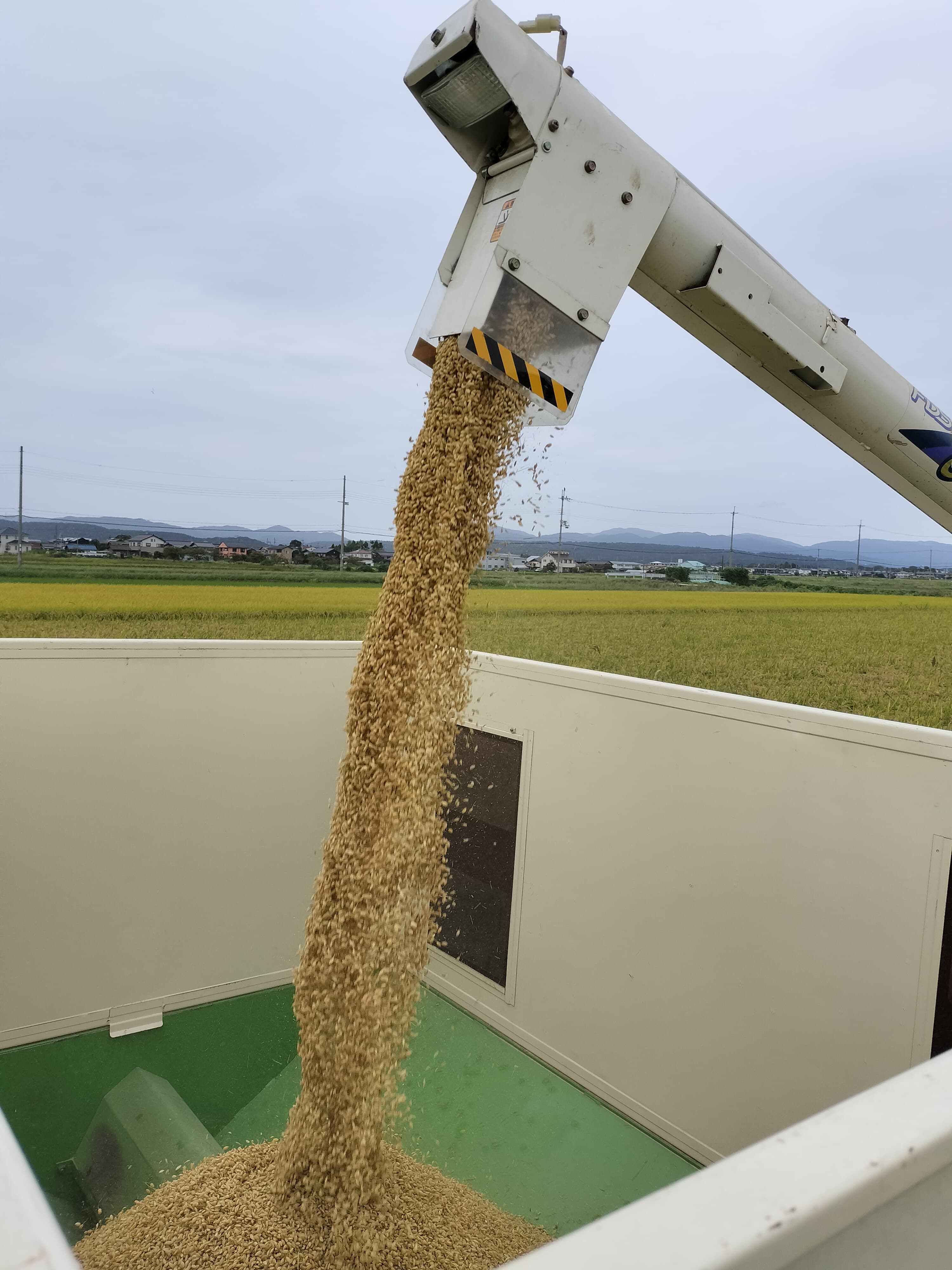 【送料無料・NFT付き】近江米 5kg 令和7年産 きぬむすめ 滋賀県高島市産 近江米 自家製 産地直送 玄米重量 <残留農薬検査実施済み> - 7