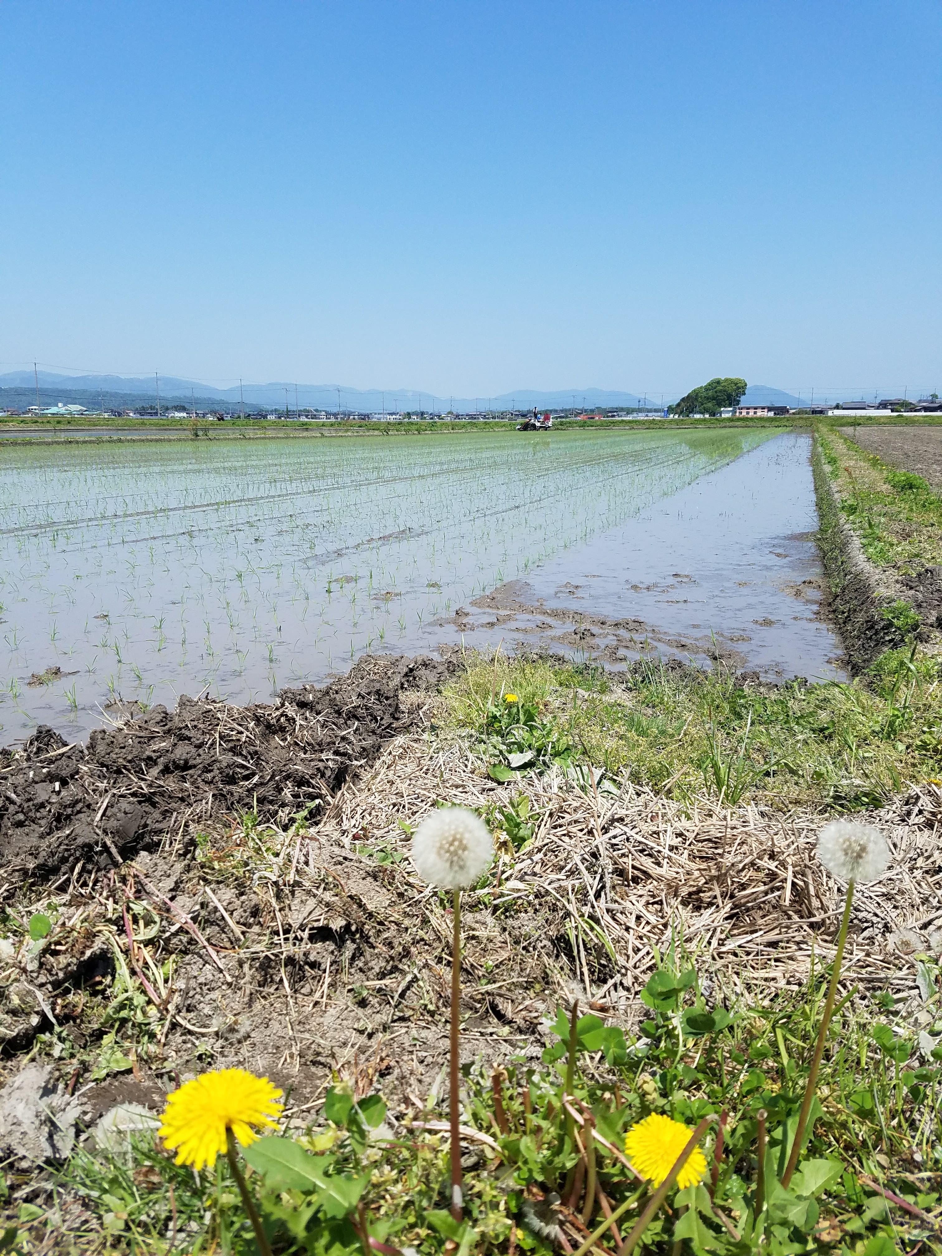 【送料無料・NFT付き】近江米 10kg 令和7年産 きぬむすめ 滋賀県高島市産 近江米 自家製 産地直送 玄米重量 <残留農薬検査実施済み> - 2