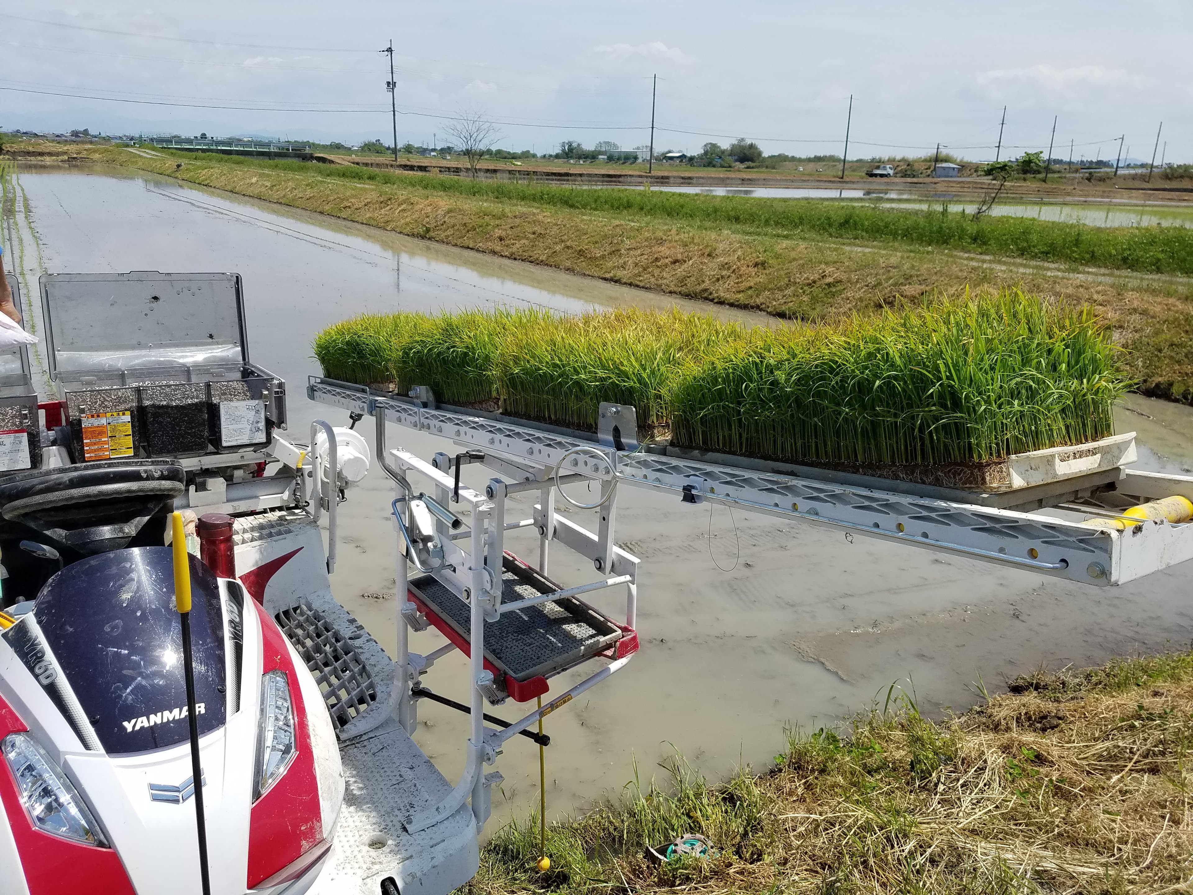 【送料無料・NFT付き】近江米 10kg 令和7年産 きぬむすめ 滋賀県高島市産 近江米 自家製 産地直送 玄米重量 <残留農薬検査実施済み> - 3