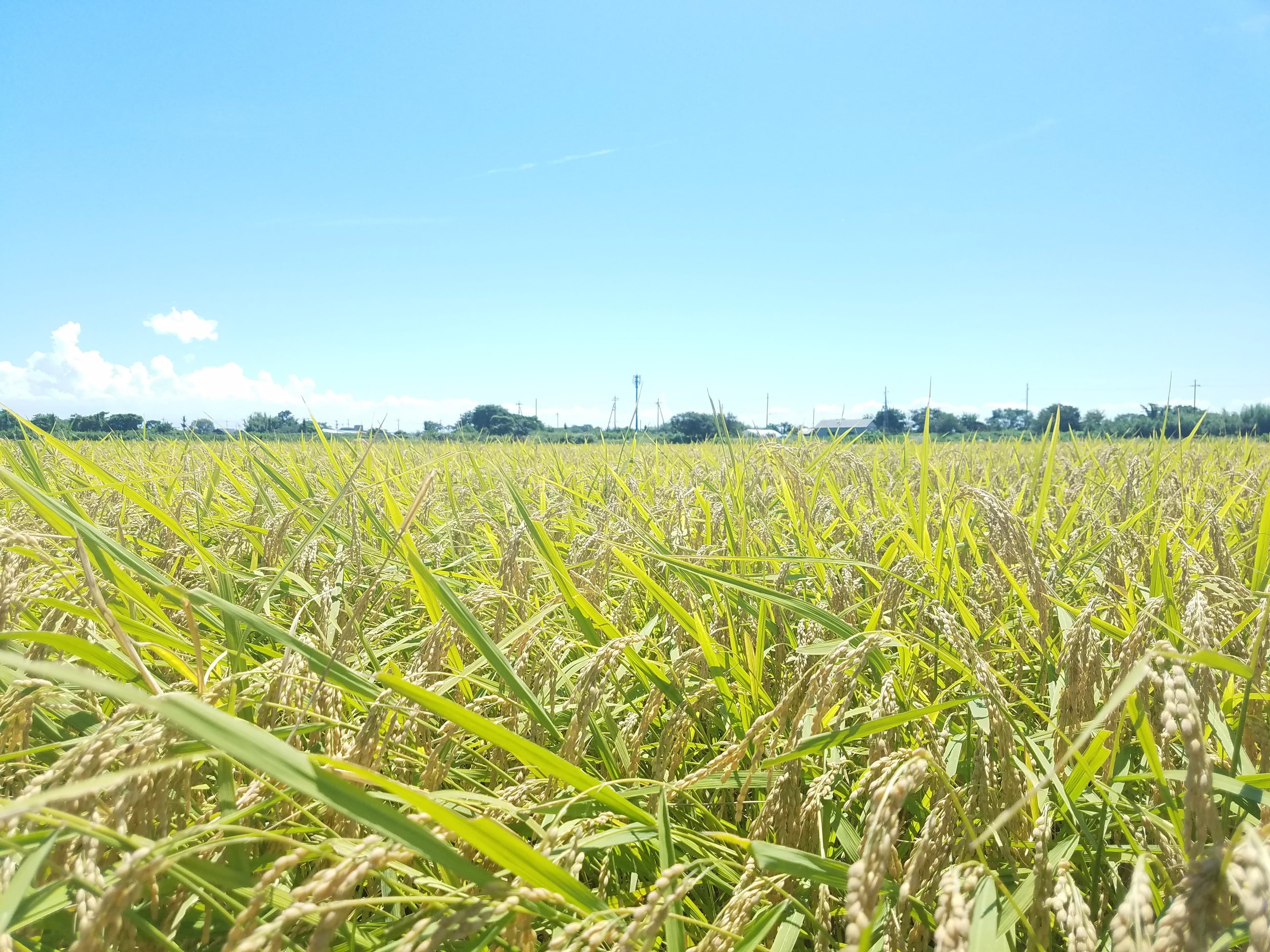 【送料無料・NFT付き】近江米 10kg 令和7年産 きぬむすめ 滋賀県高島市産 近江米 自家製 産地直送 玄米重量 <残留農薬検査実施済み> - 4