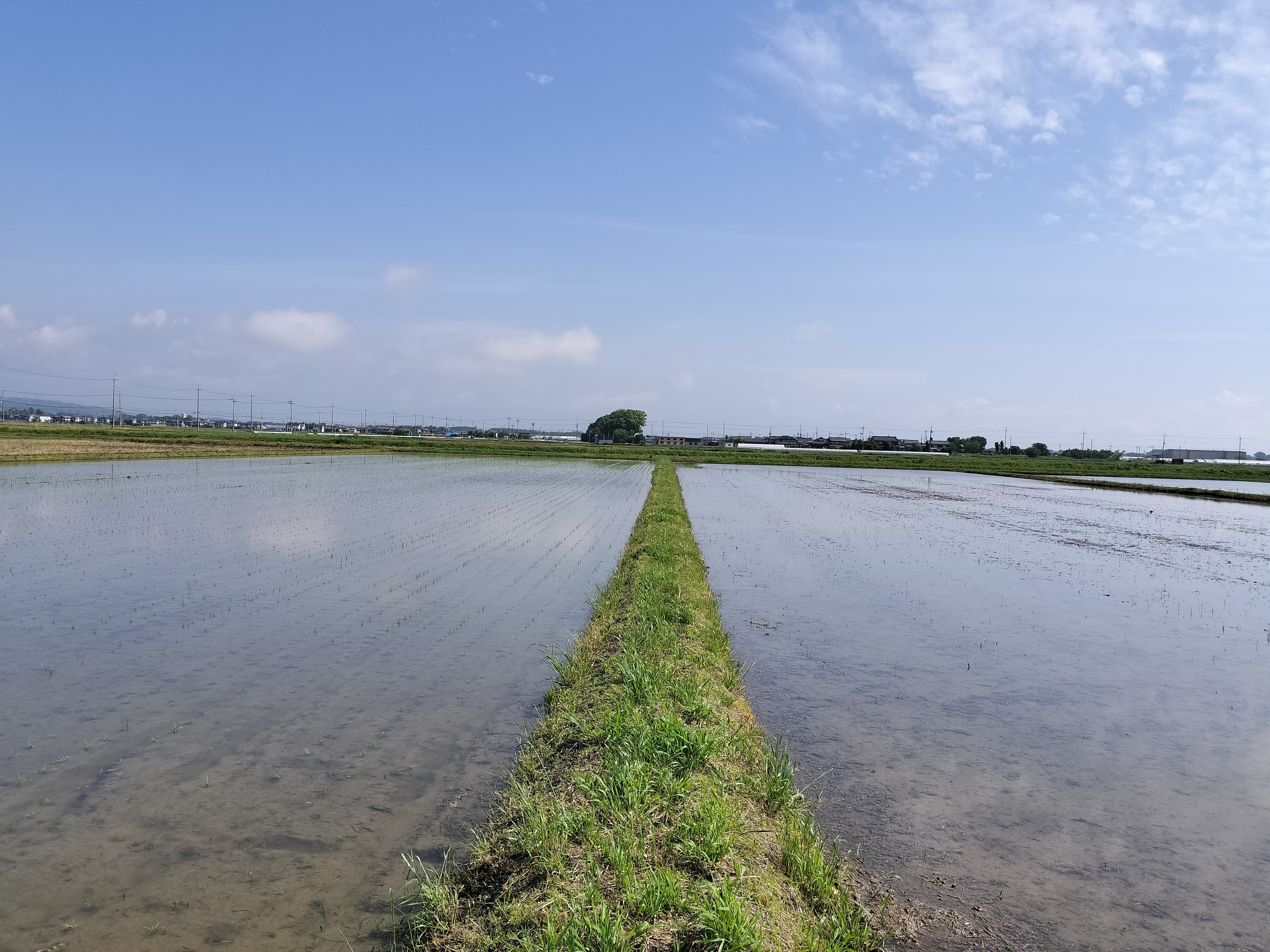 【送料無料・NFT付き】近江米 15kg 令和7年産 きぬむすめ 滋賀県高島市産 近江米 自家製 産地直送 玄米重量 <残留農薬検査実施済み> - 2