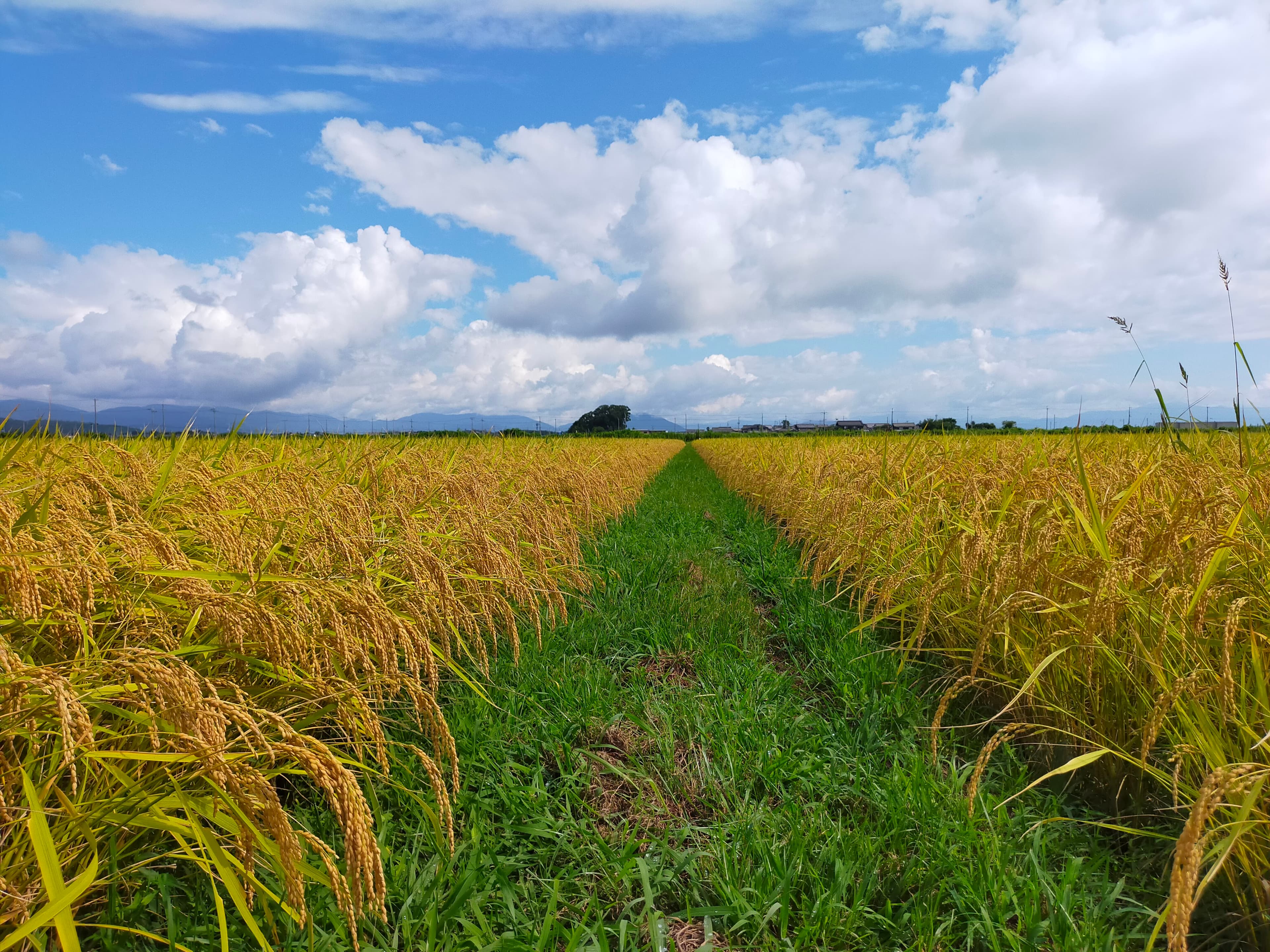 【送料無料・NFT付き】近江米 15kg 令和7年産 きぬむすめ 滋賀県高島市産 近江米 自家製 産地直送 玄米重量 <残留農薬検査実施済み> - 3