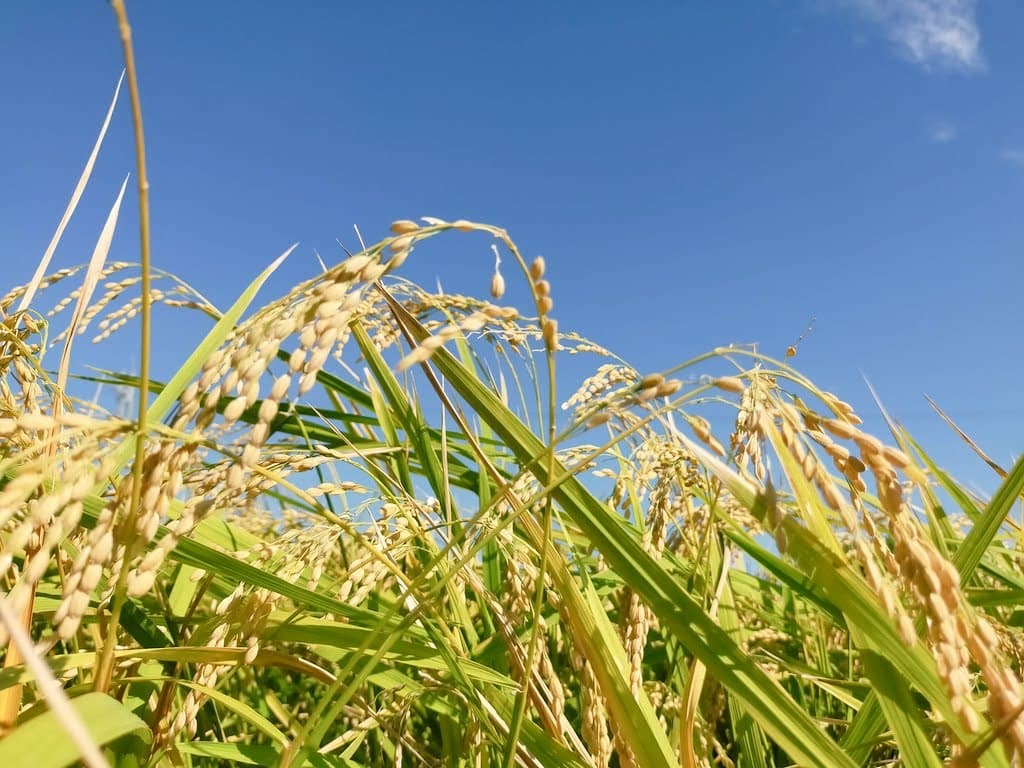 【送料無料・NFT付き】近江米 15kg 令和7年産 きぬむすめ 滋賀県高島市産 近江米 自家製 産地直送 玄米重量 <残留農薬検査実施済み> - 4