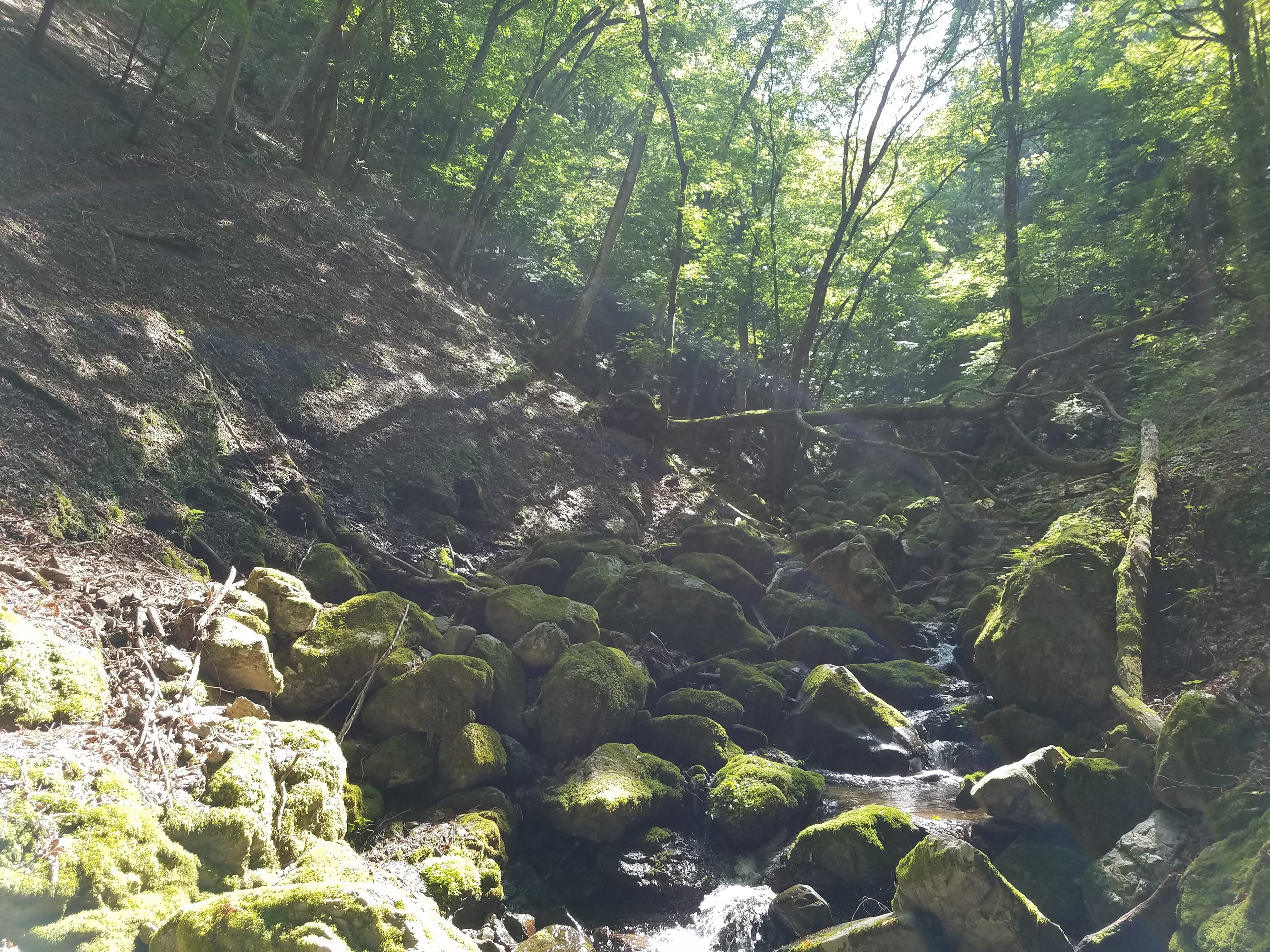 【送料無料・NFT付き】近江米 15kg 令和7年産 きぬむすめ 滋賀県高島市産 近江米 自家製 産地直送 玄米重量 <残留農薬検査実施済み> - 8