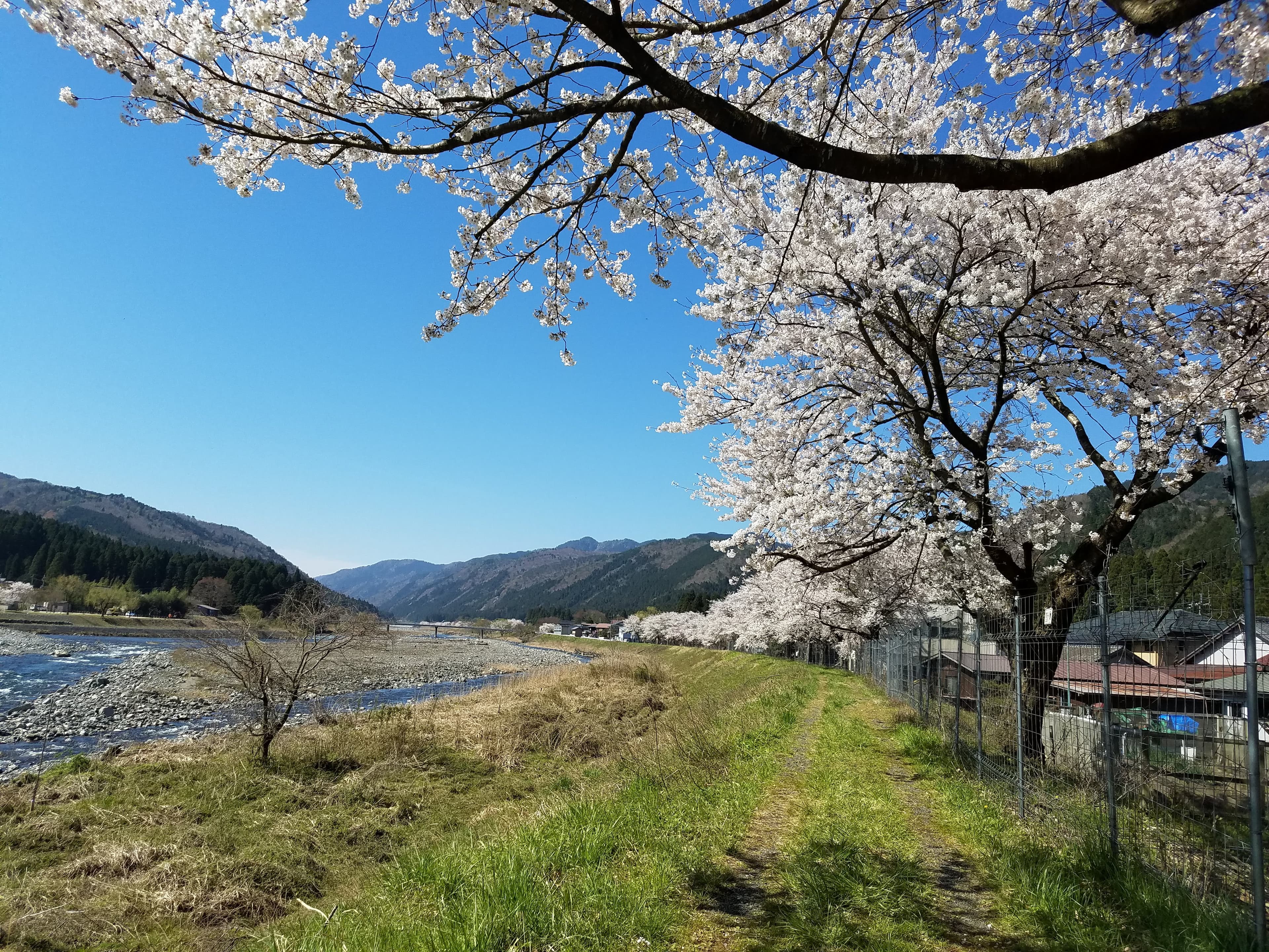 【送料無料・NFT付き】近江米 15kg 令和7年産 きぬむすめ 滋賀県高島市産 近江米 自家製 産地直送 玄米重量 <残留農薬検査実施済み> - 10