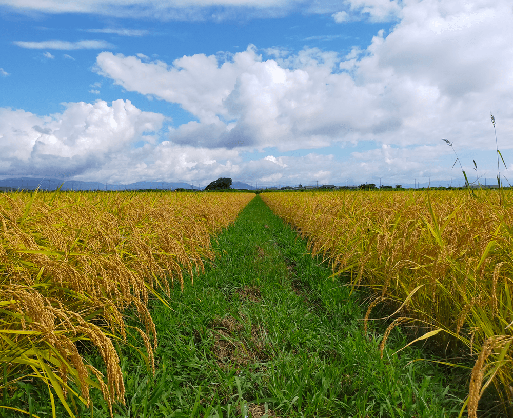 【オプション】 米農家支援 日本のお米を次世代へ繋いでいくために。支援証明NFT(SBT)プレゼント