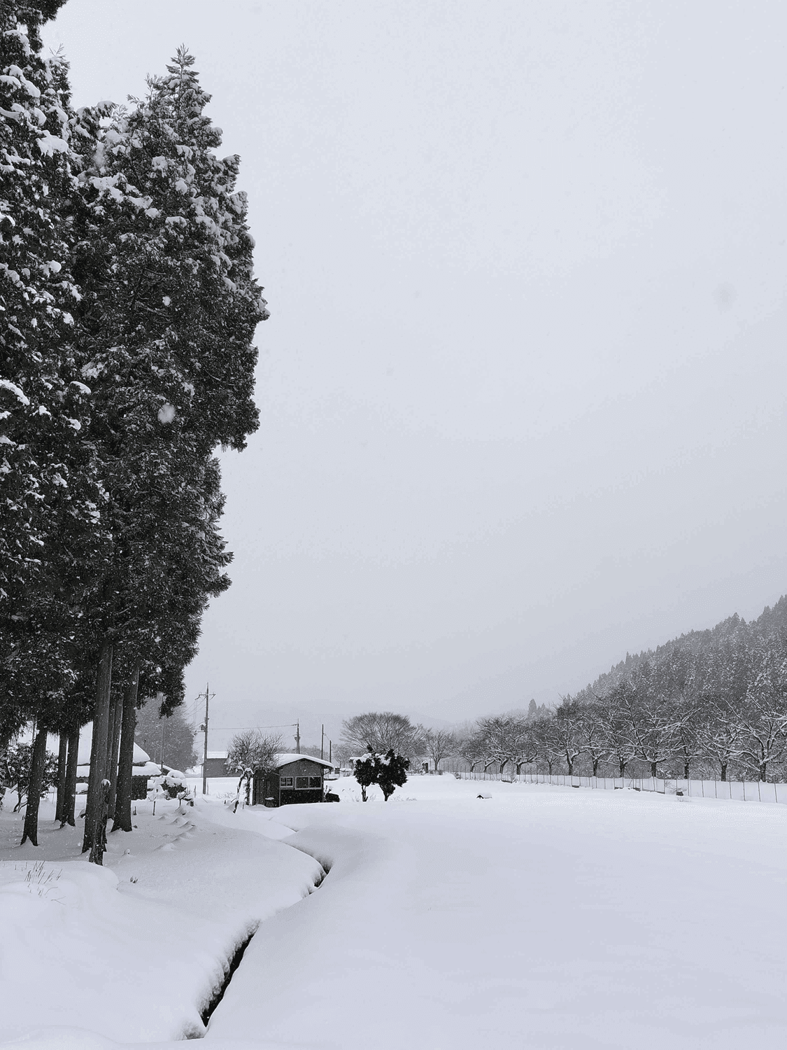 【オプション】 米農家支援 日本のお米を次世代へ繋いでいくために。支援証明NFT(SBT)プレゼント - 8