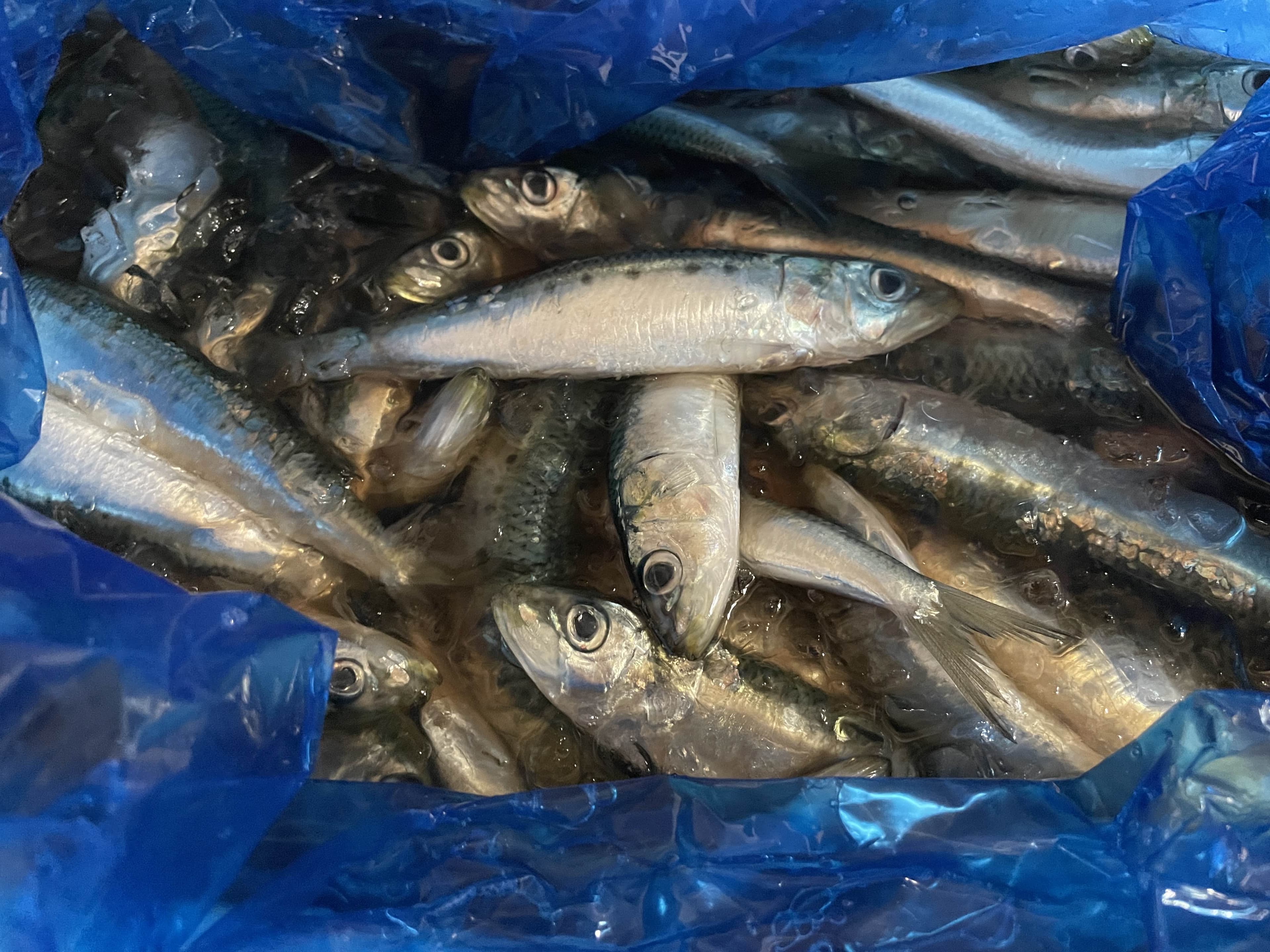 いわしのぬか炊き240g（真空パック）JPYC利用特典で真空代50円OFF - 4