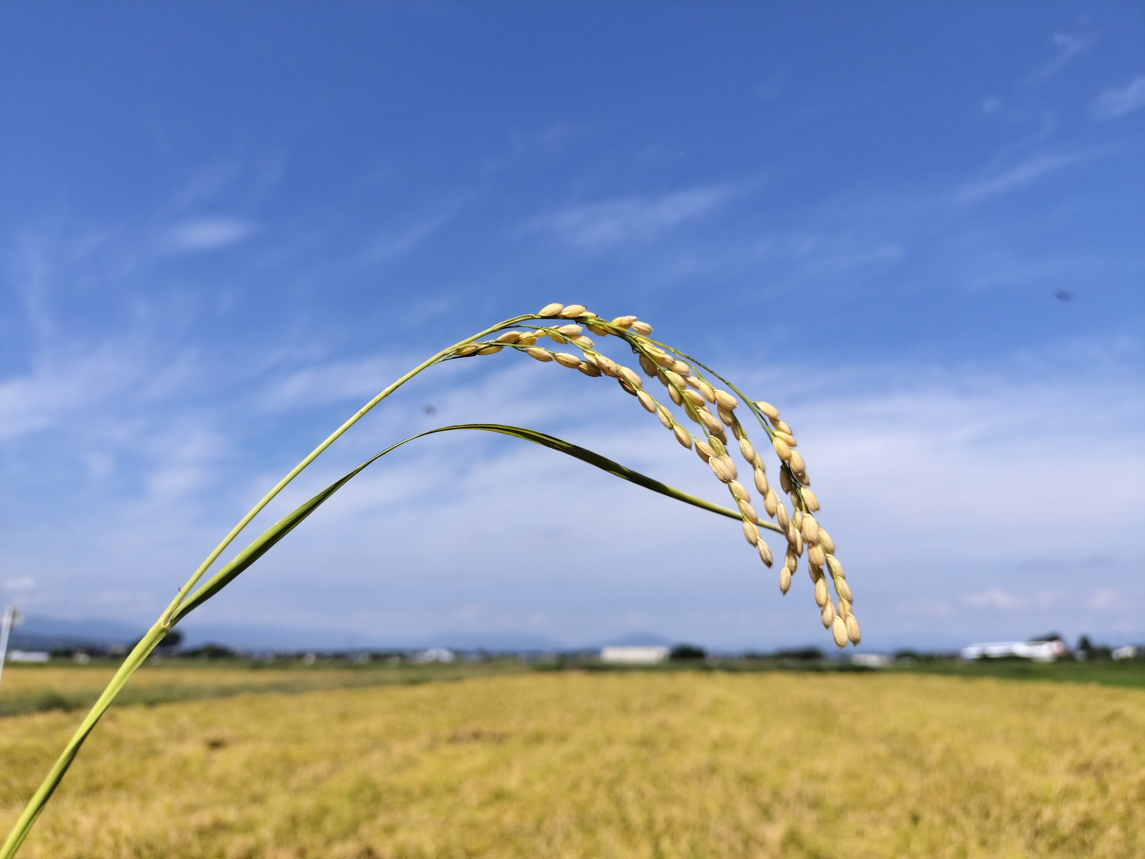 【お試し5合 NFT付き】令和7年産 きぬむすめ 滋賀県高島市産 近江米 自家製 産地直送 精米・玄米重量 <残留農薬検査実施済み>