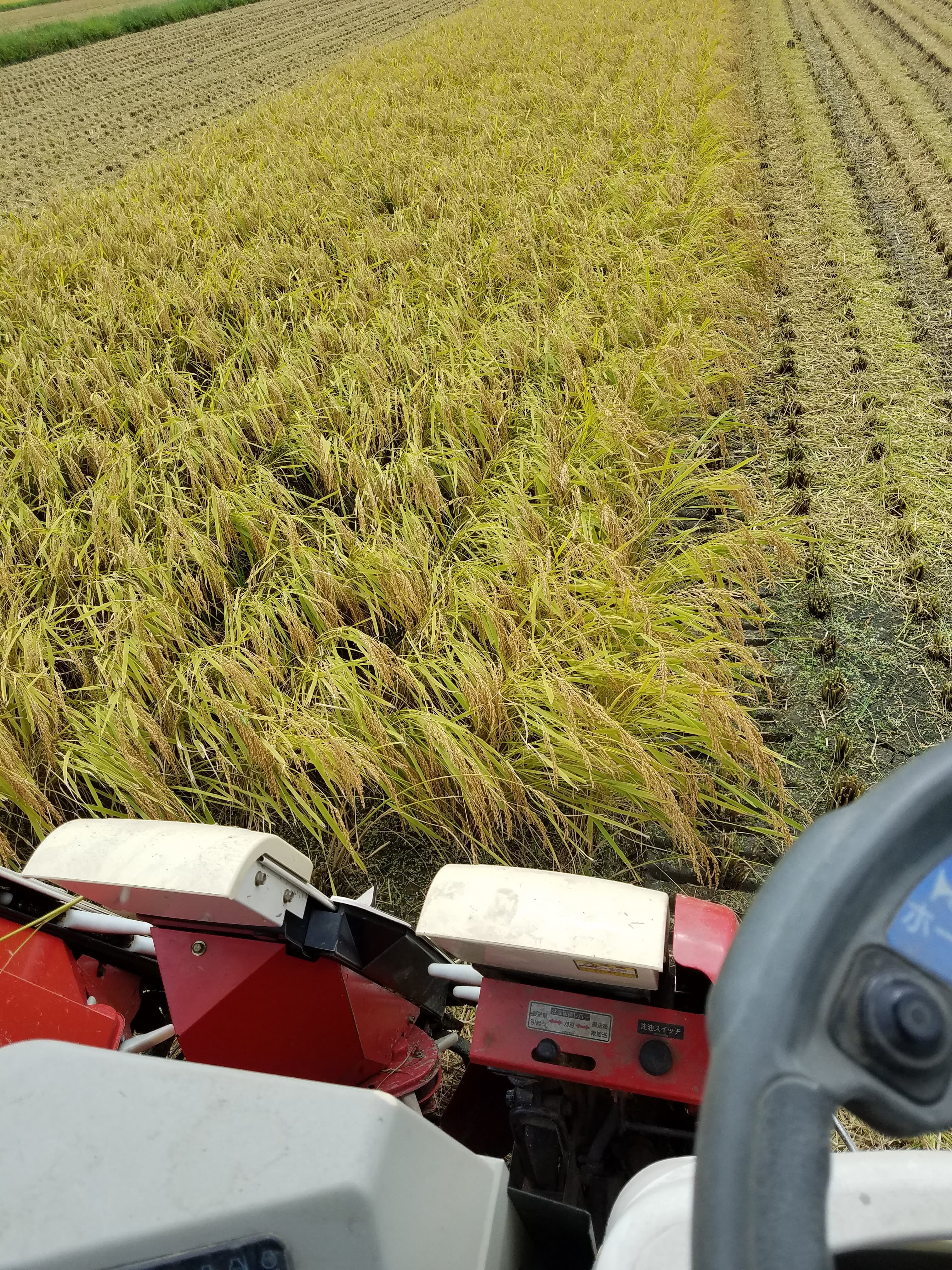 【5kg NFT付き】令和7年産 きぬむすめ 滋賀県高島市産 近江米 自家製 産地直送 玄米重量 <残留農薬検査実施済み> - 5