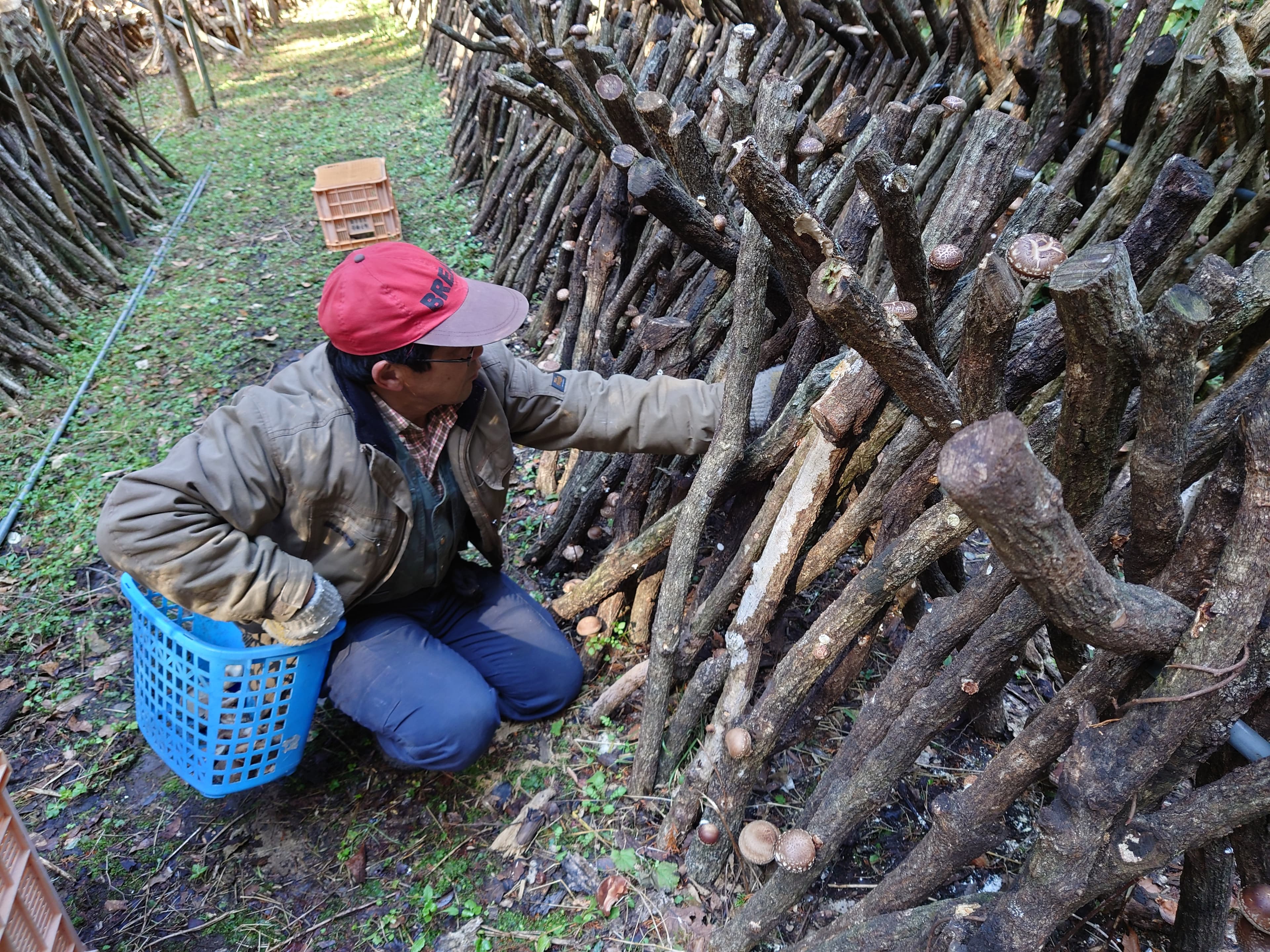 原木しいたけパウダー80g - 2